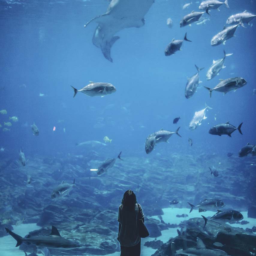 Visiter le grand aquarium de St-Malo et profitez du voyage au fond de l’océan
